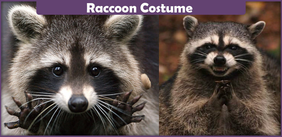 Raccoon Costume – A DIY Guide